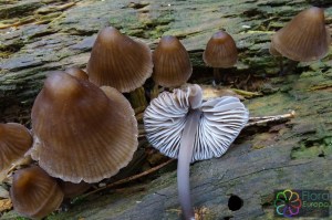 Bundelchloormycena 1.jpg_product